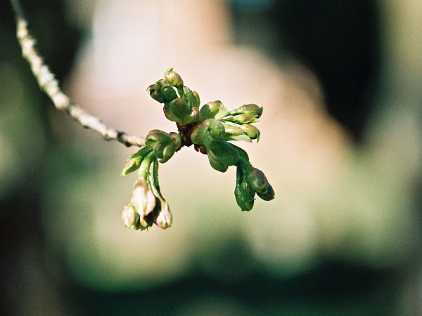 Close-up colour photo of some buds and emerging flowers, I think from my pear tree. Taken some years ago on expired KodaColor 200 using my Pentax MX and Pentax S<C M 100/4 lens using a monopod.