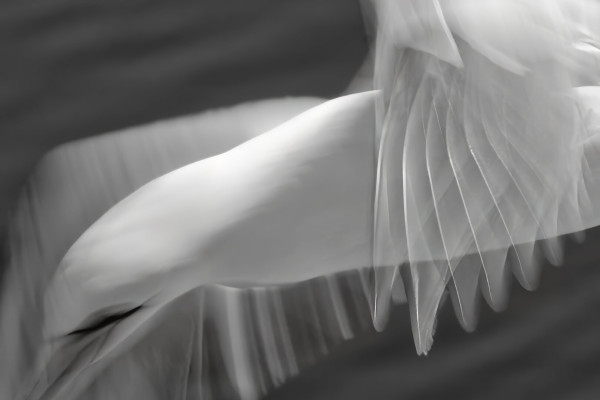 Detail of a gannet in flight, taken with long shutter speed