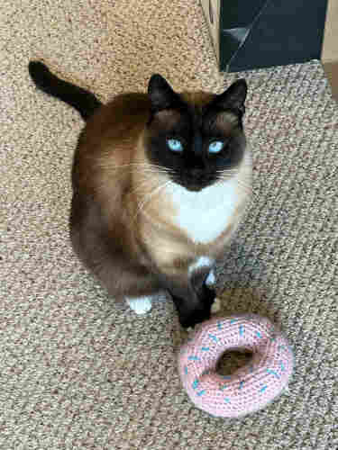 Siamese cat with bright blue eyes and a donut toy 