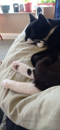 A beautiful black and white cat who is snoozing on a green pillow. His pink toe beans can also be seen.
