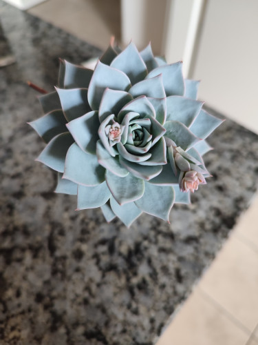 Pale blue chalky succulent with two small flowers on a blurry counter-top.