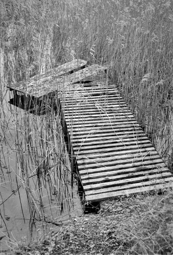 Black and white portrait format photo looking down on a wooden fishing stage set amongst reeds in a lake. The wooden slats are separated, creating a striped effect. Two further bits of stage are set at an angle at the end, presumably for access to clear water.
