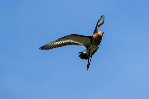 Photo of black-tailed godwit in full flight to scare away crows. Light blue background 
