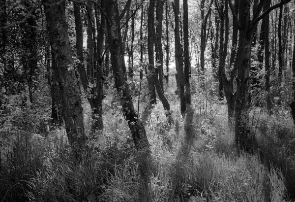 Black and white photo of young trees in a wood, looking towards the sun. The shadows almost seem to criss=cross!