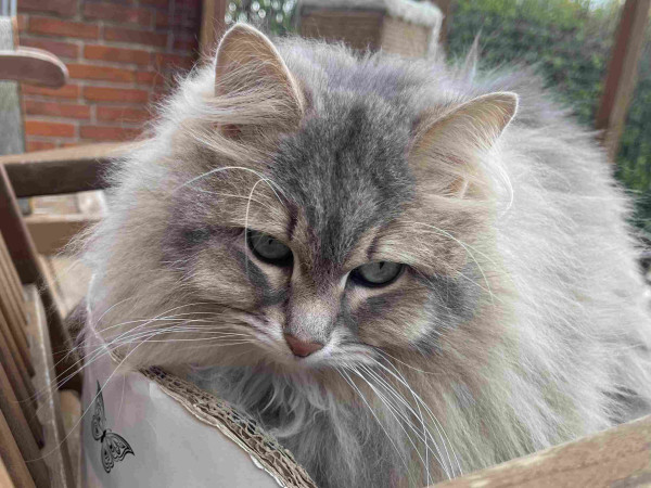 Grey Siberian cat lying in a round cardboard scratching pad on top of a deck chair. He is looking just to the side of the camera, long white whiskers very prominent
