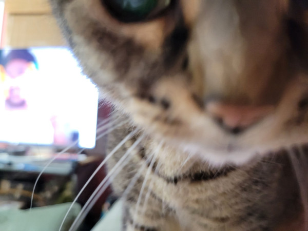Extreme closeup of a fuzzy brown tabby, his pink nose almost touching the camera. He's so close I couldn't even fit him into the frame - his face is cut off above the eyeball and to the right of his nose.