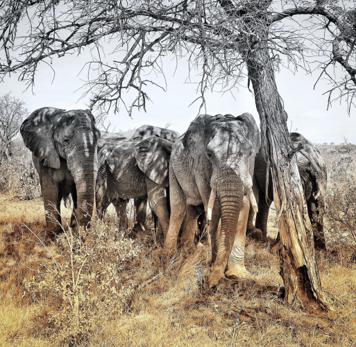 5 elephants huddled under a leafless tree seeking shade from the soaring heat of the day in South Africa