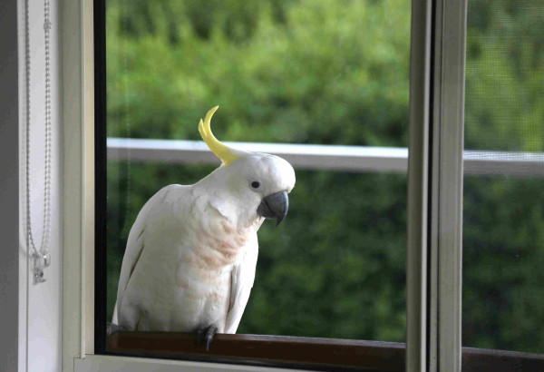 A window, looking out onto a balcony, with a white cockatoo sitting on the windowsill, looking into the room.