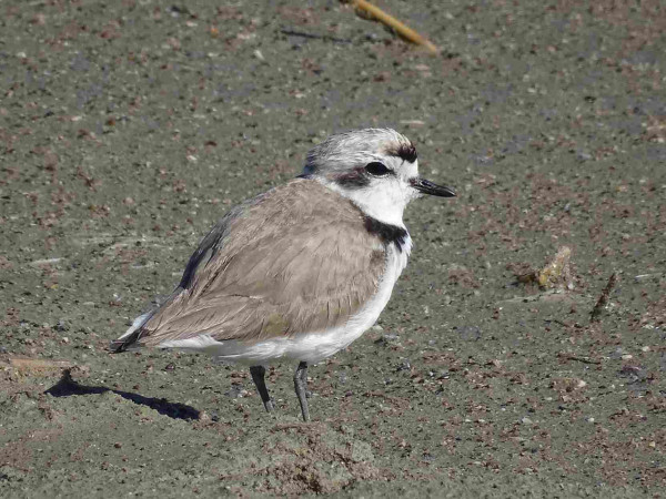 A very small snowy plover stands on the wet muddy shore of a lake. Its brown back and wings contrast with the white belly. A black ring goes around its neck and the brown and white color on its head is separated by a black eye line. A small black eye looks over a thin pointed beak.