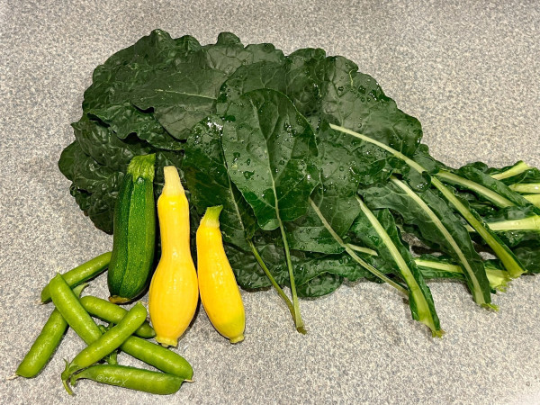 Horizontal closeup of the bunch of Lacinato kale leaves, a baby zucchini, 2 baby yellow squashes, and 7 pods of peas. They’re just been washed and nicely laid out on the grey kitchen counter.