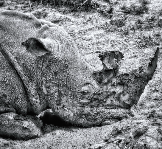 A black and white photo of a rhinoceros covered with baked on mud. His horns are especially covered and the mud looks very textured on this beautiful boy. As photographed in South Africa