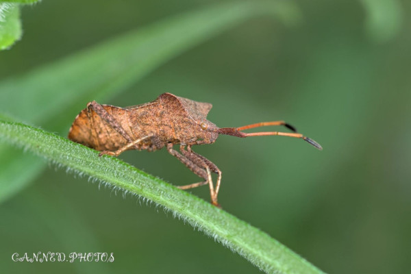A brown insect with long antennae stands on a green leaf, blending in with its surroundings. The background is blurred, highlighting the insect's details.