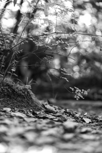 Black and white photo of branches with leaves over a forest floor