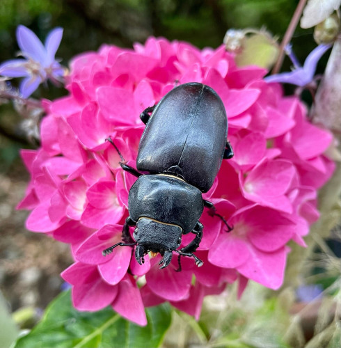 A black female stag beetle standing on a bright pink hydrangea flower cluster with blurry purple flowers in the corners. Her mandibles are proportionate to her body compared to the male’s and her abdomen/elytra are deep red. Her little face is looking up at the camera, antennae out to the sides and there’s a little tuft of orange fur under her chin