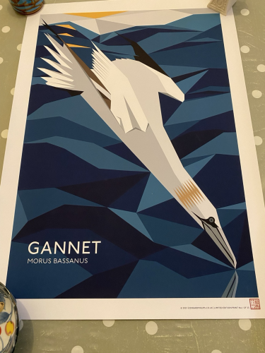 Diving gannet print