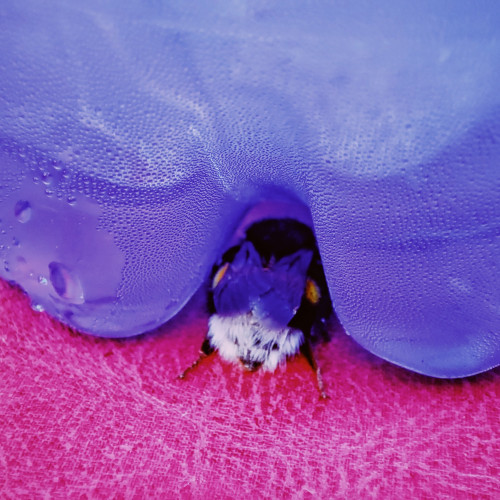 The back of a fuzzy bumblebee with its back legs splayed out, hiding on the bottom of a cold water bottle