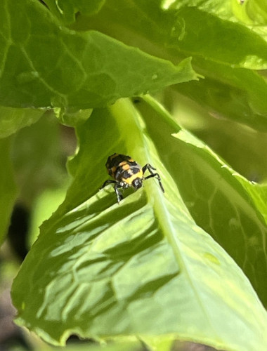 Small scaly, black insect in a leafy green plant. geometrical orange markings. Two skinny black legs visible on either side. Appears to be looking at the camera with round black eyes.