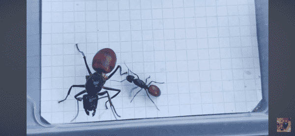 Size and morphology comparison of Dinomyrmex gigas and Camponotus CA02 from “impulse ants”