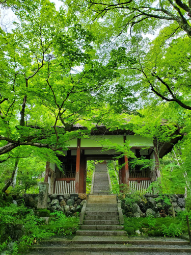 The main gate of Jojakko-ji, garbed in vivid green leaves.