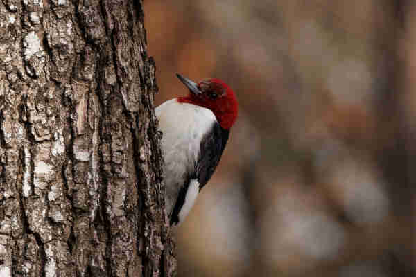 a woodpecker with a bright red head, bright white belly and black back clings to the side of a large tree and sits in classic woodpecker pose, head leaning slightly back, beak facing the tree. one little toe talon is visible as they cling to the tree