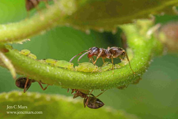 Photo of dark reddish-brown ants tending to small, bright green aphids along a curving plant stem.