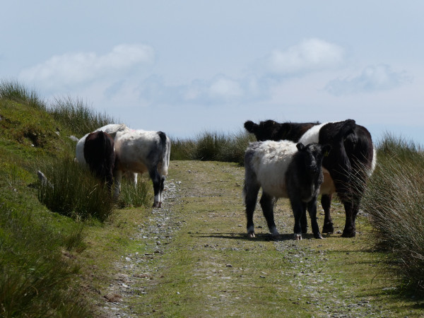 A photo of several belted galloway cattle (black with broad white ‘belts’) standing on a stony track across the moor. Nearest the camera is a mother and calf both watching to see if I’m a threat. Another cow and calf off to the left with their backs to the camera.
The track curves around to the left past the cattle. The sky is blue with light white cloud.