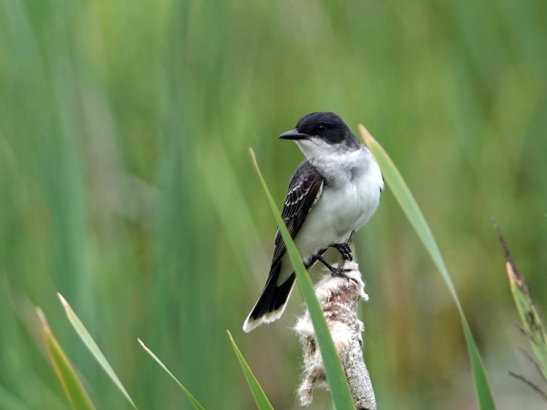An Eastern Kingbird sitting on a cattail in the reeds.
Blurry green background