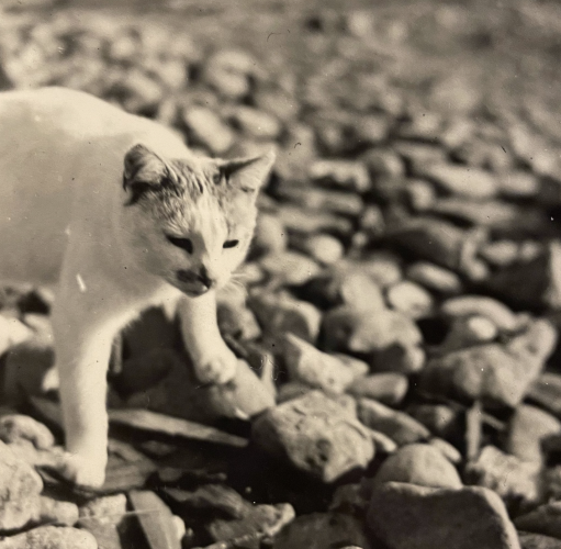A shorthaired white cat with tabby patches, looking disgusted while walking on what seems to be a stony beach.