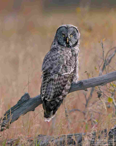 A color photo of a great grey owl. Its back faces the camera and it is looking over its right should at the camera. The owl's feathers are a modeled grey and black. A yellow hooked shaped bill and bright yellow eyes are set in a large disk shape face. The disk shape helps the owl hear prey.