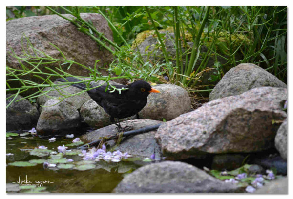 Beschreibung für beide Fotos:
Ein Amselmännchen sitzt auf einem von vielen großen Steinen rund um eine Wasserstelle. Auf dem Wasser und zwicshen den Steinen wachsen blühende Pflanzen.