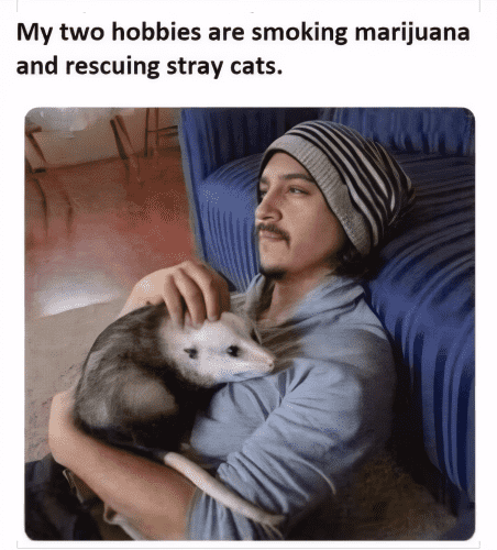 Photo of a stoner guy with a possum in his arms, and the caption: "My two hobbies are smoking marijuana and rescuing stray cats."
