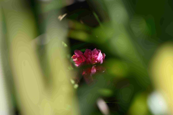 A cluster of camellia flowers inside a large bush and mostly obscured by the leaves of a fan palm. A few beams of sunlight make it through the leaves of the bush to highlight the bright pink flowers surrounded by darkness. The fan palm leaves are bright and green and very out of focus in the foreground.
