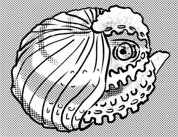 A paper nautilus partially concealed in shell.