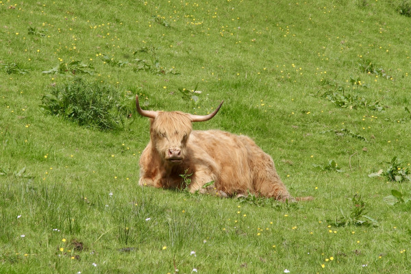 A tan cow with long horns that curve upwards on outstretched arms. Hairy with a long fringe almost covering eyes. Lying in a sloping, sunlit  meadow punctuated with wild flowers and small plants. She is looking at camera