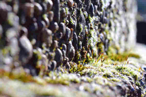 a close shot of moss growing on a stony wall