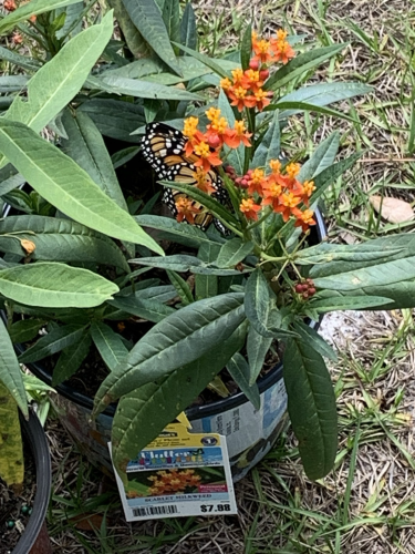 Photo of some milkweed plants.  If you look hard enough you can see her wings!