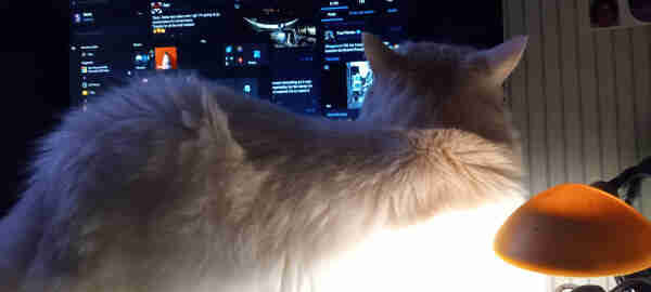 A white cat lays against the computer monitor, on its own shelf above the keyboard, making it impossible to read the screen. A desk lamp lights his back