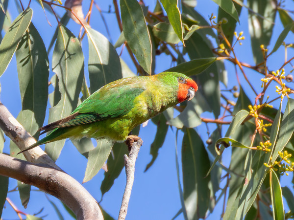 Tiny green parrot with a red face, in a gum tree