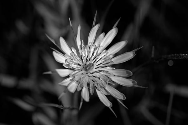 Yellow salsify, but in monochrome