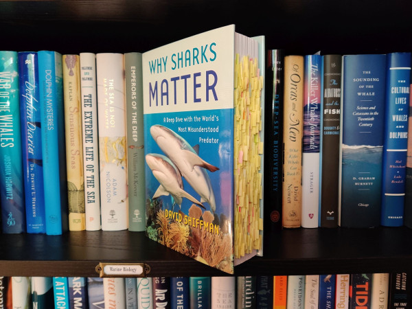 A photo of David Shiffman's book Why Shark Matter, heavily annotated with yellow pos-it notes. The book is standing on a black bookshelf in front of a row of books on marine biology.