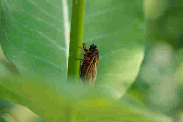 an orange and black cicada with a deep red eye clinging to the stalk of a milkweed plant. the bottom of its wings are obscured by a milkweed leaf. viewed from the side
