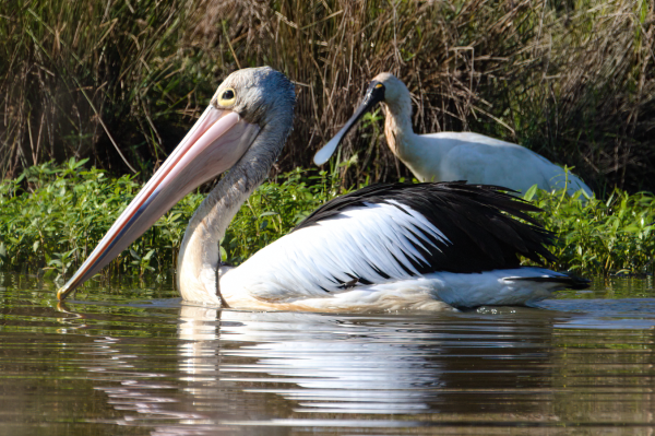 Large black and white pelican swims past right to left with white spoonbill behind it among green leafy plants in the shallow water. Background is a wall of reeds