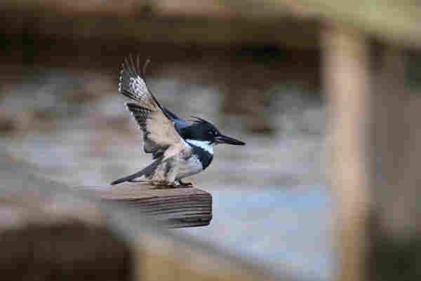A blue and white bird has his wings up as he prepares to jump off a plank of wood of the pier. This bird hunts for fish by diving on them.