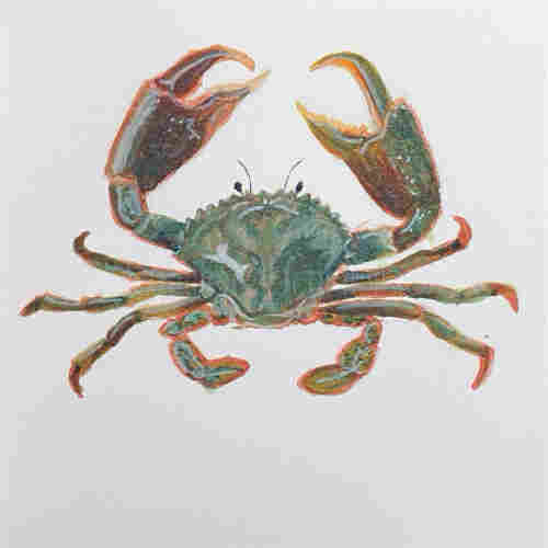 Watercolor of a greenish crab