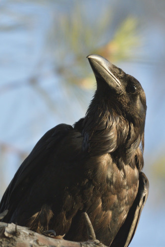 Close-up of a raven, looking up with its beak slightly open. Blurred background with soft colors.