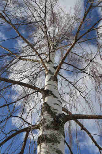 A photo looking up the trunk of a leafless birch tree. The sky is blue with white clouds.