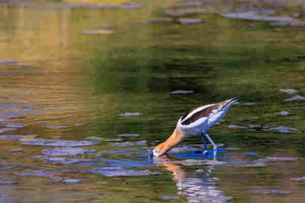 An American avocet in breeding plumage forages for food in a shallow pool. The orange, brown, and white bird is leaning forward with their long curved beak in the water, and their eyes are partially closed. 

Reflections across the water's surface are shades of green and gold.