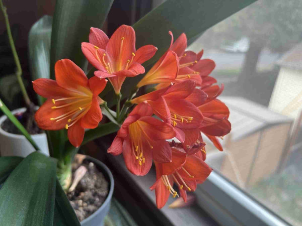 A bunch of Clivia blooms, extending out from their pot. The color is a brilliant deep salmon pink, or maybe a shade of red-orange, it's one of those color moments where it's a bit hard to make a final decision. 