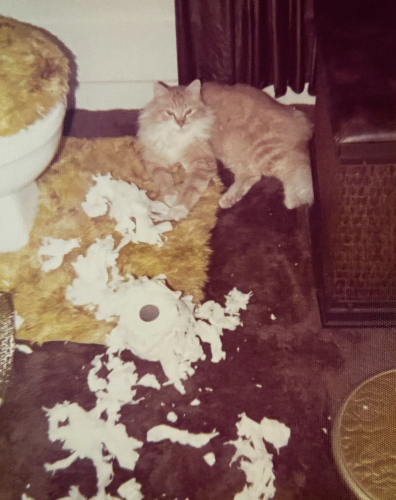 Color photo of a longhaired ginger tuxedo cat lying on a bathroom floor, casually surveying an exuberantly shredded roll of toilet paper strewn across the floor. It should also be noted that that toilet has a mottled yellow carpeted lid and floor mat which appear to be on top of a brown carpeted floor.
