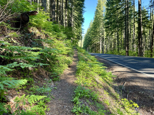 The Pacific Crest Trail ascends back into the forest after crossing Wind River Road. Light green plants and ferns protrude onto the dirt tail. Tall trees in the distance along the road. Blue sky.